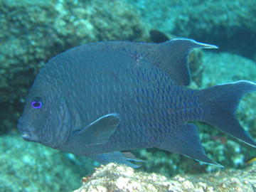 Giant Damselfish