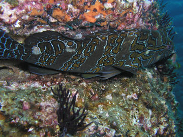 Giant Hawkfish