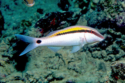 Dash-Dot Goatfish