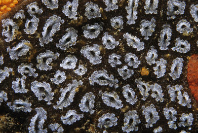 golden star tunicate