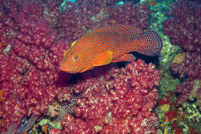 Coral Grouper