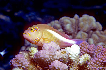 Arc-eye Hawkfish