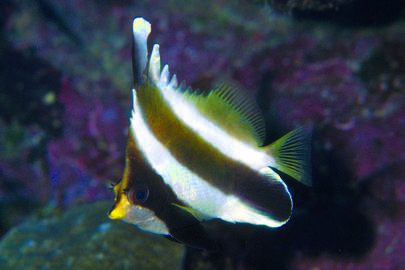 Pennant Bannerfish