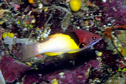 Blackbelt Hogfish