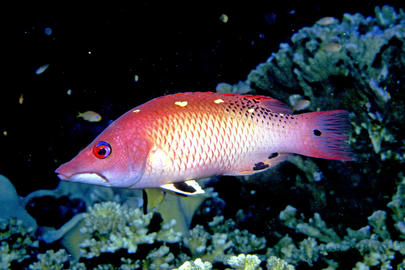 Redfin Hogfish