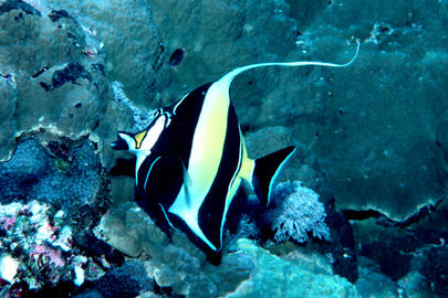 Moorish Idol