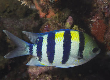 Indo-Pacific Sergeant
