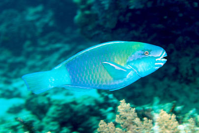 Bullethead Parrotfish