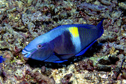 Yellowbar Parrotfish