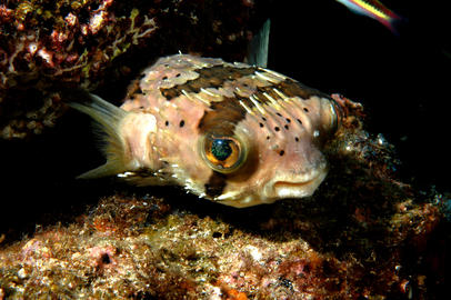 Balloonfish