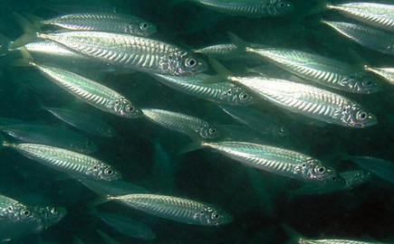 Round Scad