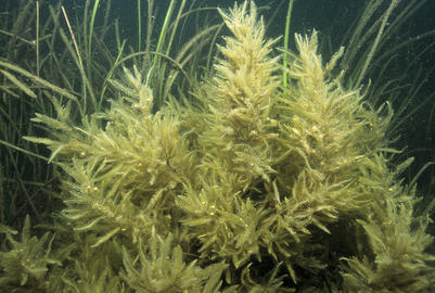sargassum weed