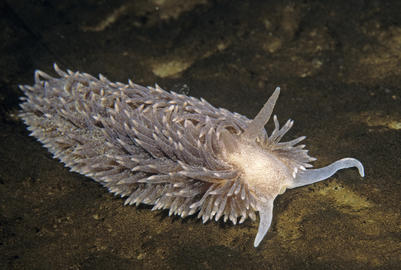 shag-rug aeolis