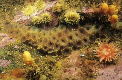 slime worm