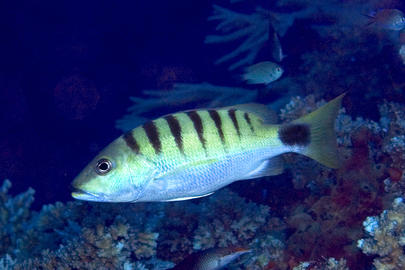 Black-Banded Snapper