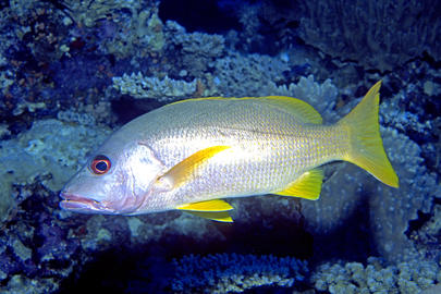 Onespot Snapper