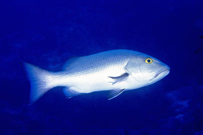 Red Snapper