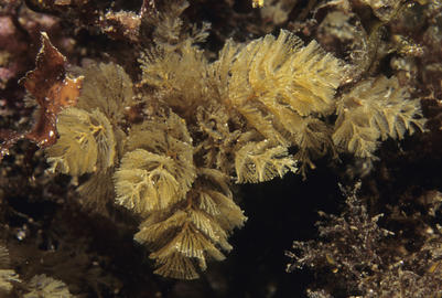 spiral tufted bryozoan