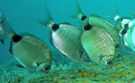 Spottail Pinfish