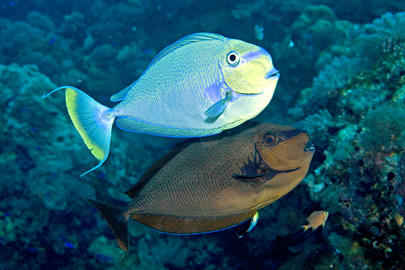 Bignose Unicornfish