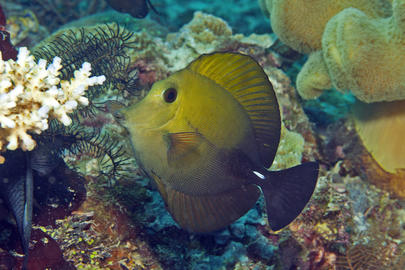 Brushtail Tang