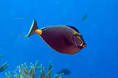 Orangespine Unicornfish