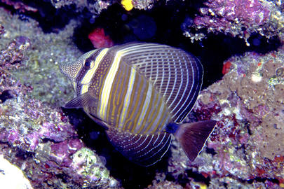 Pacific Sailfin Tang