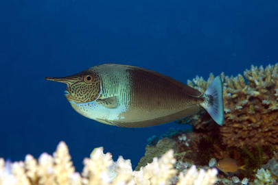 Bluespine Unicornfish