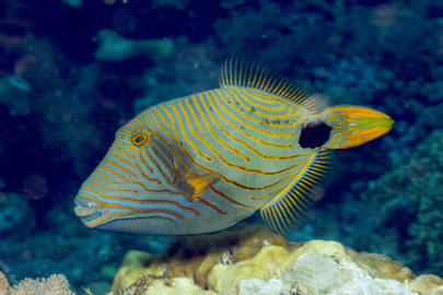 Orange-Lined Triggerfish