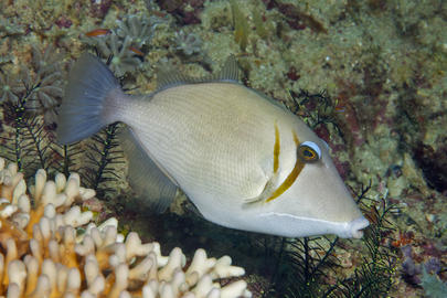 Scythe Triggerfish