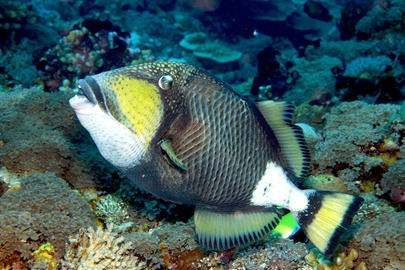 Titan Triggerfish