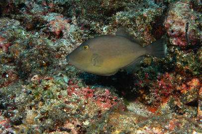 Orangeside Triggerfish