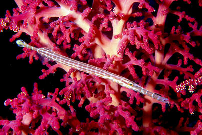 Trumpetfish