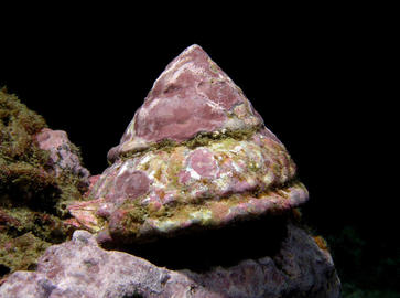 Wavy Turban Snail