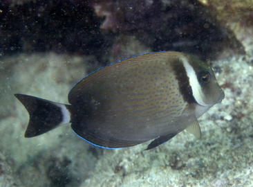Whitebar Surgeonfish