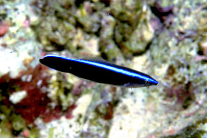 Bluestreak Cleaner Wrasse