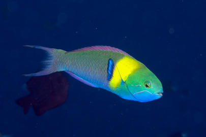 Bluntheaded Wrasse