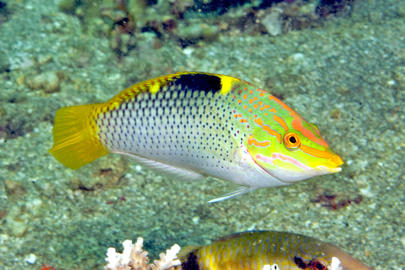 Checkerboard Wrasse