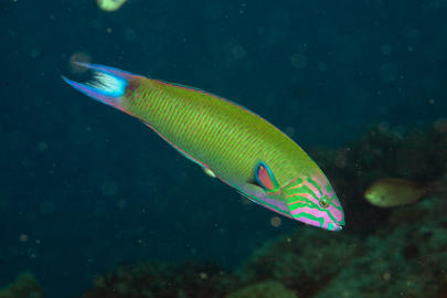 Crescent Wrasse Crescent Wrasse