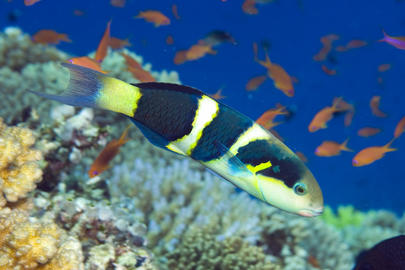 Blackbar Wrasse