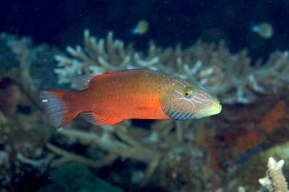 Linedcheeked Wrasse