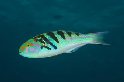 Sixbar Wrasse
