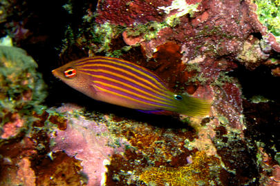 Sixstripe Wrasse