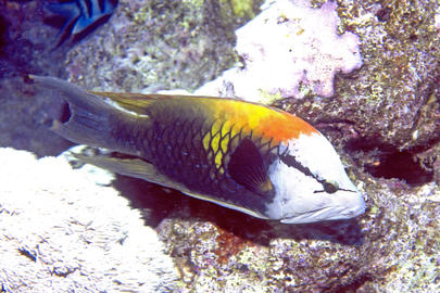 Slingjaw Wrasse