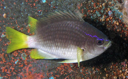 Yellowtail Reeffish
