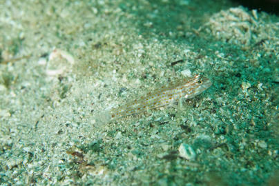 Redlight Goby