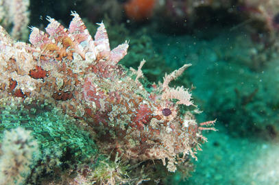 Stone Scorpionfish