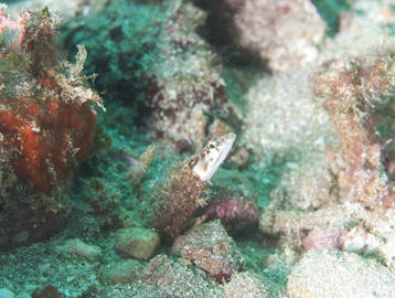 Orangethroat Pikeblenny 
