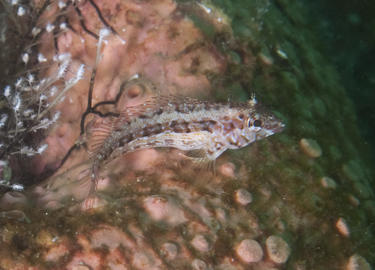 Redside Blenny