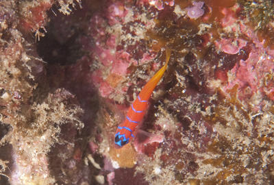 Bluebanded Goby